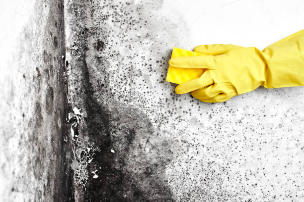 Best Residential Mold Remediation in Daniel, UT