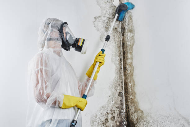 Daniel, UT Mold Remediation Company