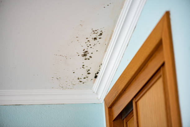 Best Post-Remediation Services in Daniel, UT