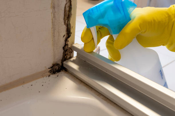 Best Emergency Mold Remediation in Daniel, UT