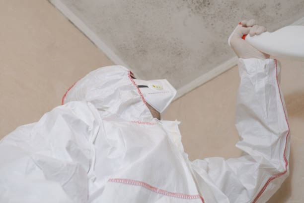 Best Emergency Mold Remediation in Daniel, UT