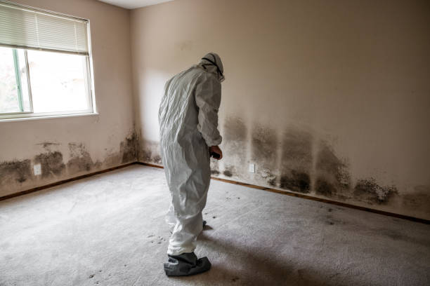 Best Attic Mold Remediation in Daniel, UT